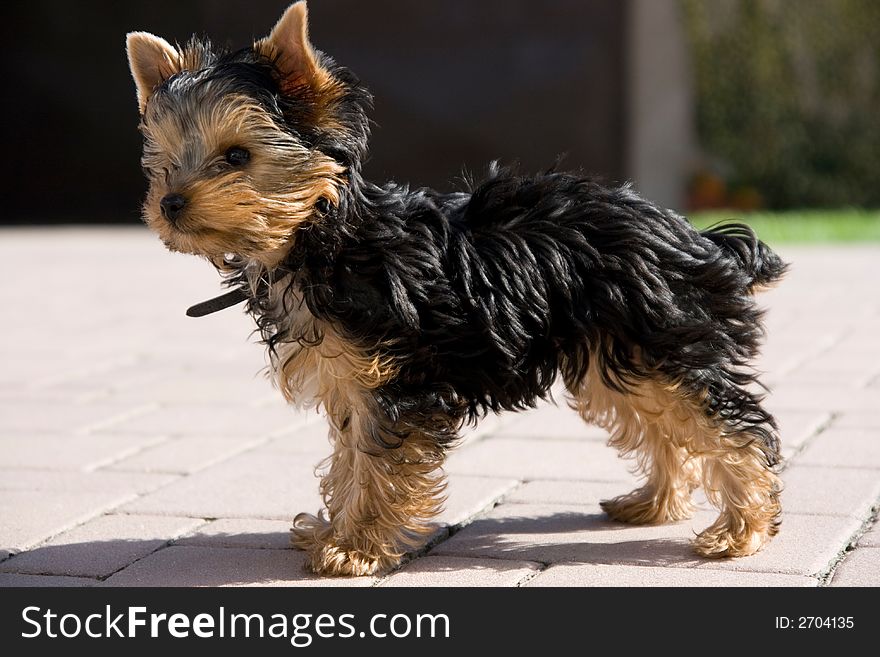 Three-monts old puppy dog of Yorkshire Terrier.