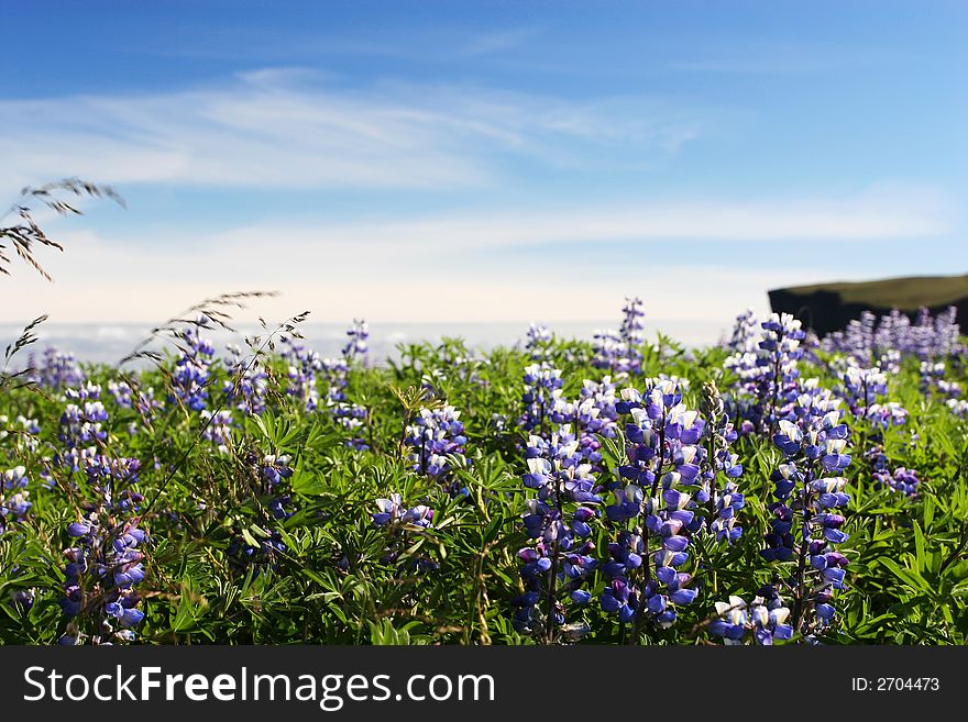 A field of lupine flowers growing in the wild, set against a partly cloudy blue sky, close focus. A field of lupine flowers growing in the wild, set against a partly cloudy blue sky, close focus