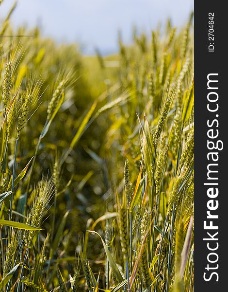 Wheat field detail (short DOF)