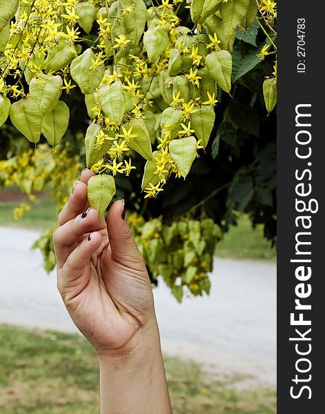 Young woman's hand grasping a hanging leaf. Young woman's hand grasping a hanging leaf.