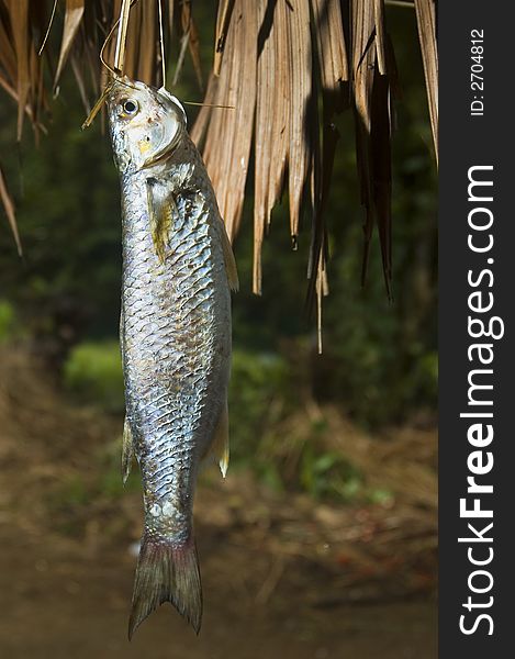 Banak, a native freshwater fish in the Philippines.  This fish was caught in Palanan, Isabela, Philippines