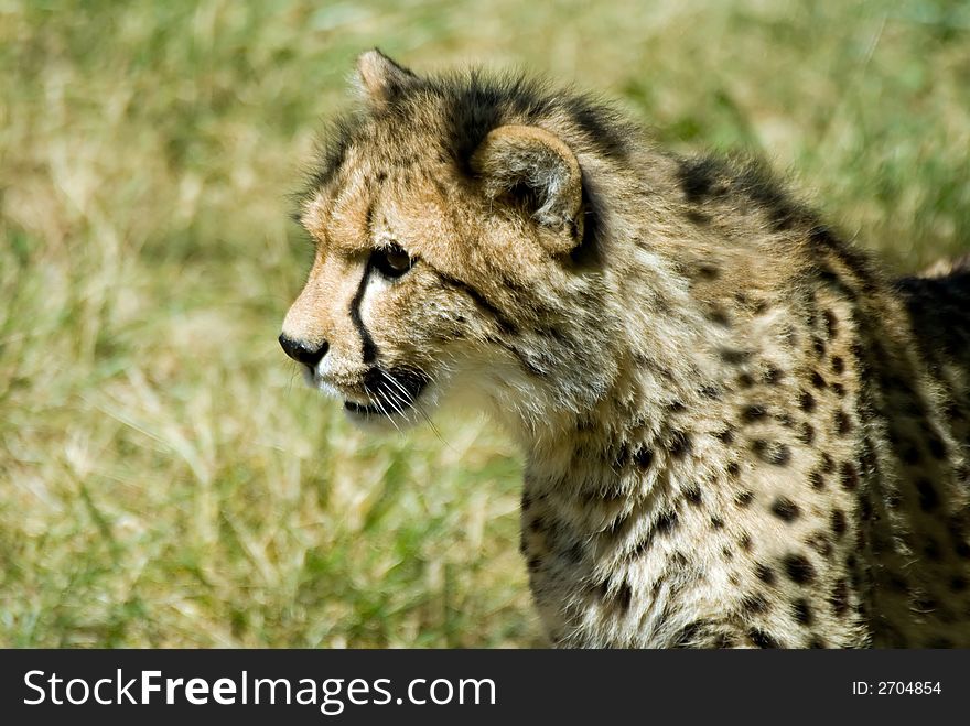 Teenage cheetah, on the prowl for fun.