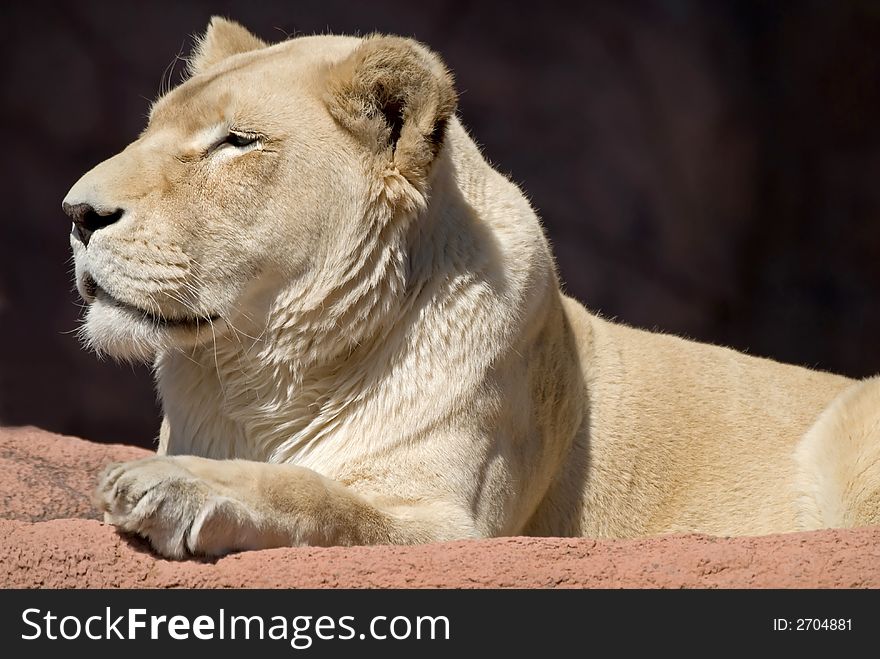 Majestic looking lion, sunning herself and posing for pictures. Majestic looking lion, sunning herself and posing for pictures.