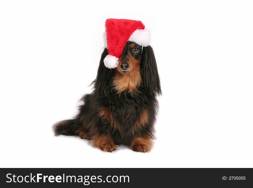 A cute Dachshund peers out from under a santa hat. A cute Dachshund peers out from under a santa hat.