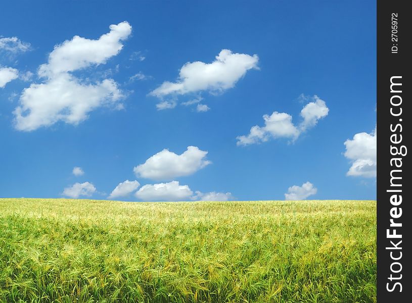 Beautiful wheat field under blue sky XXL. Beautiful wheat field under blue sky XXL