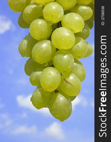 Mature grapes with water drops shine in a sunny day