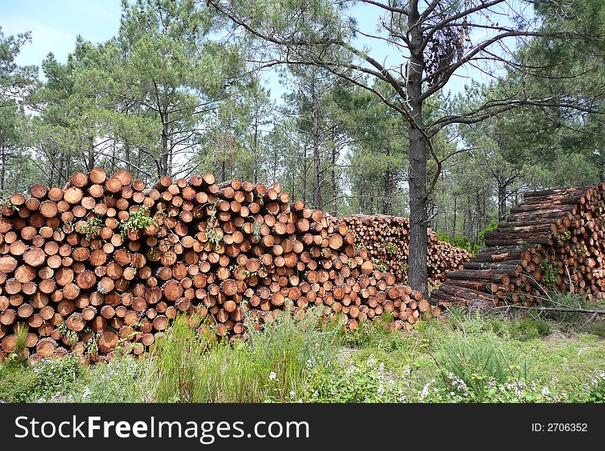 Stock Pine Wood