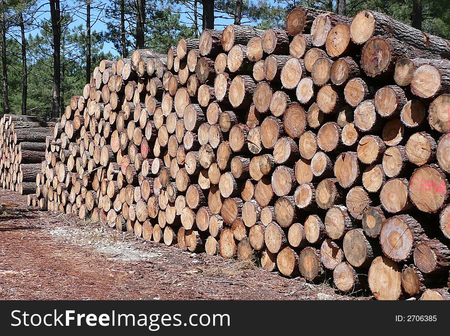 Pine Wood Stock