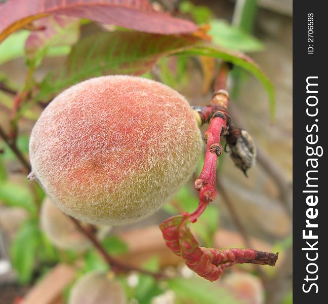 A peach slowing ripening on a peach tree. A peach slowing ripening on a peach tree