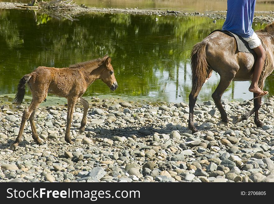 Mother horse and foal in Palanan, Isabela, Philippines. Mother horse and foal in Palanan, Isabela, Philippines