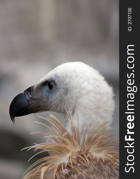 The Himalayan Griffon Vulture, (Gyps himalayensis), is an Old World vulture in the family Accipitridae, which also includes eagles, kites, buzzards and hawks. It is closely related to the European Griffon Vulture, Gyps fulvus. The Himalayan Griffon Vulture, (Gyps himalayensis), is an Old World vulture in the family Accipitridae, which also includes eagles, kites, buzzards and hawks. It is closely related to the European Griffon Vulture, Gyps fulvus.