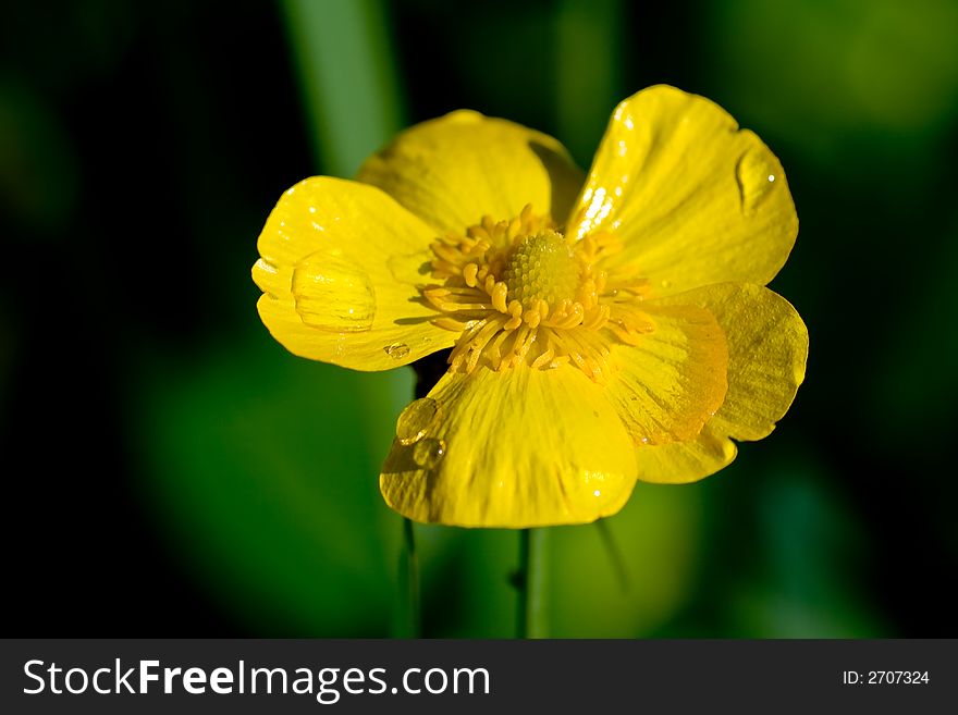 Close up of yellow pond flower with glimmering water drops.  Very detailed.