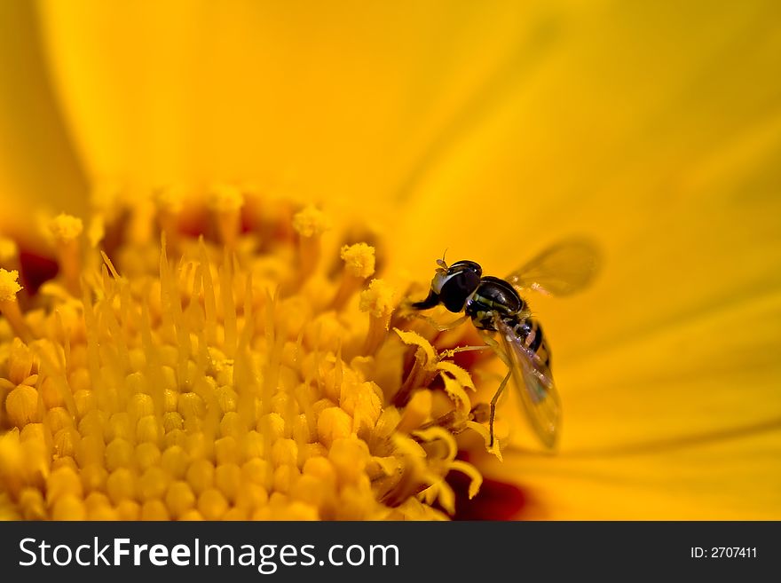 Macro shot of beautiful  bee on a yellow flower. Macro shot of beautiful  bee on a yellow flower