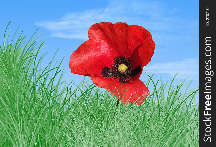Red poppy on the grass in a beautiful day. Red poppy on the grass in a beautiful day