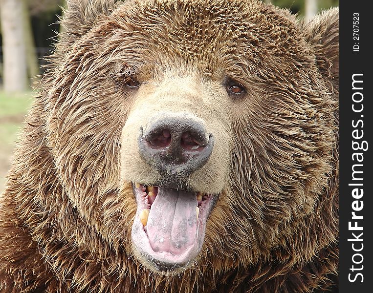 Close-up of a large grizly bear. Close-up of a large grizly bear.