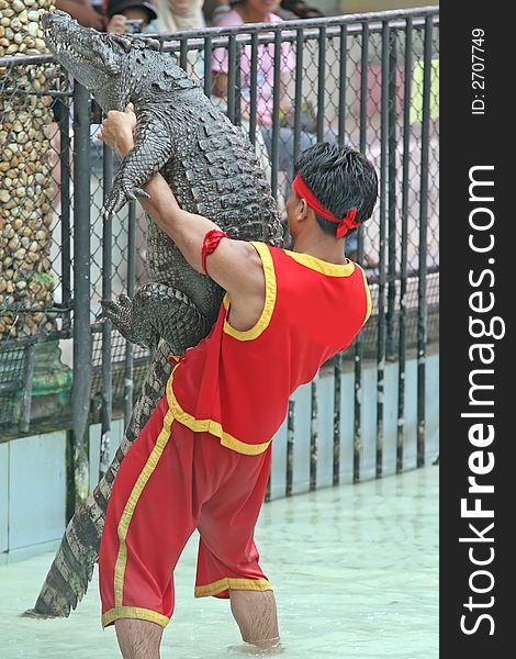 A keeper at a zoo in Thailand wrestles with a crocodile. A keeper at a zoo in Thailand wrestles with a crocodile