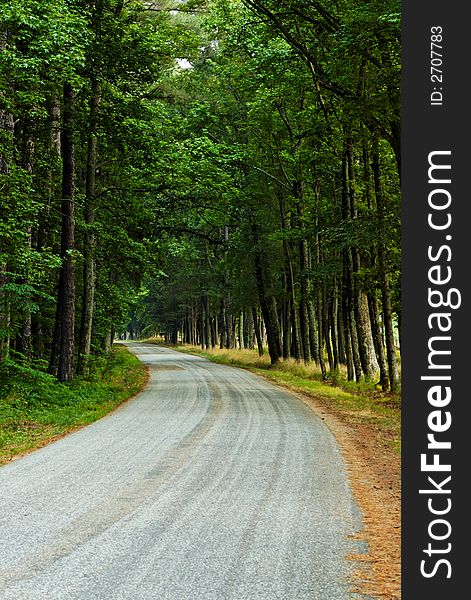 Tree lined, shaded, paved country road in summer (afternoon).