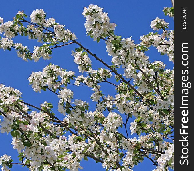 Branches of a blossoming apple-tree on a background of the blue sky. Branches of a blossoming apple-tree on a background of the blue sky