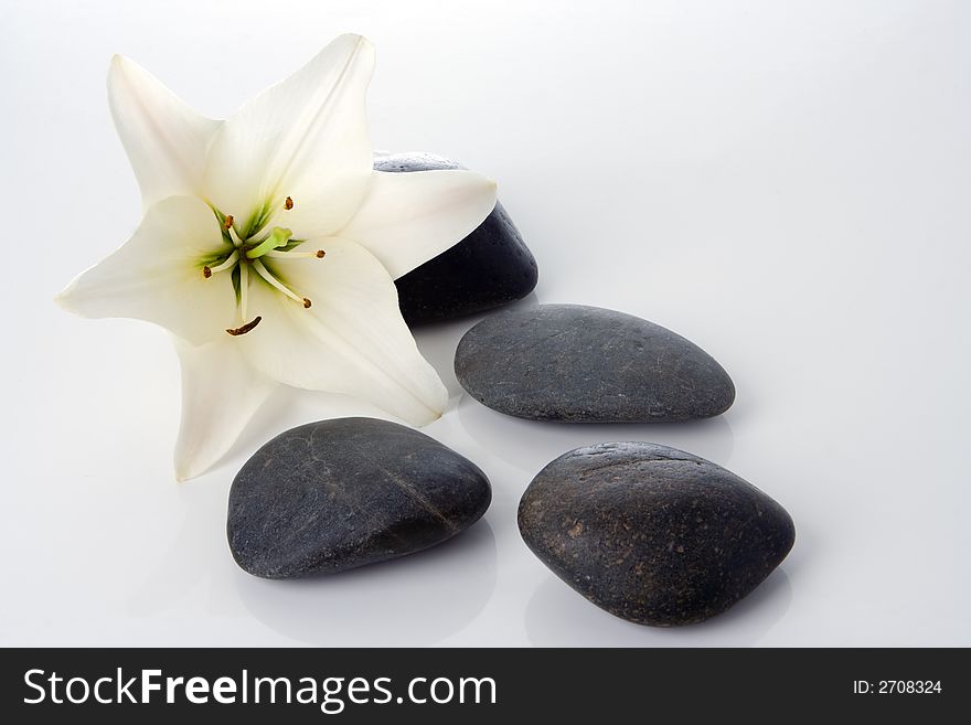 Madonna Lily With Spa Stones