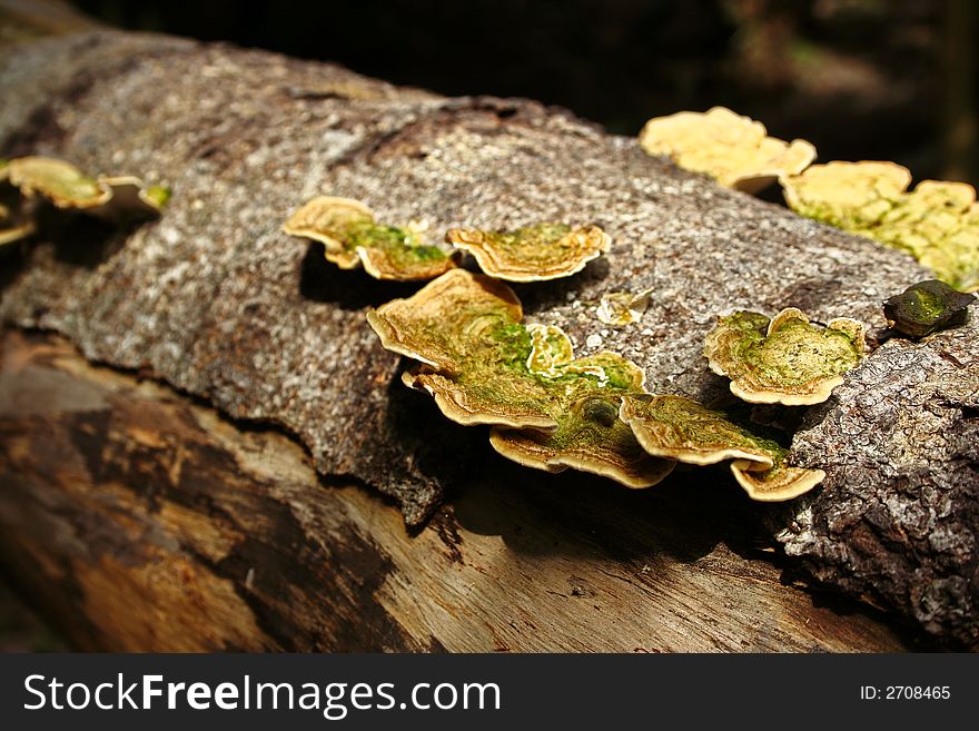 Polypores growing on a tree in malaysia. Polypores growing on a tree in malaysia