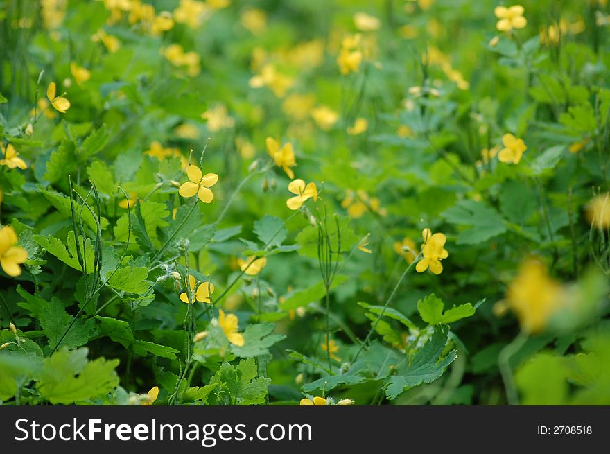 Some bright yellow weeds growing in a town alley between two houses. Some bright yellow weeds growing in a town alley between two houses