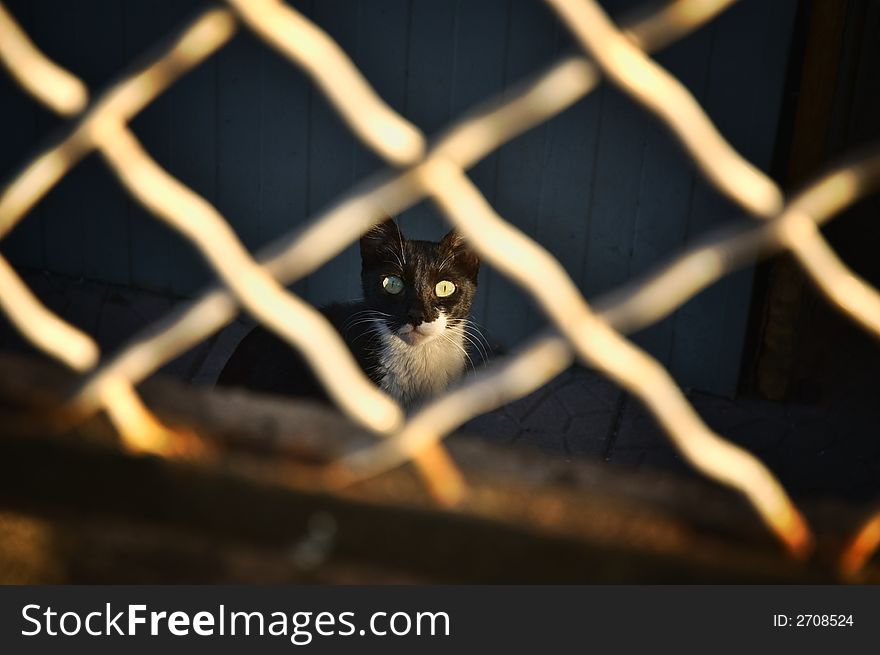 Black and white cat looking out from behind a chainlink fence. Black and white cat looking out from behind a chainlink fence