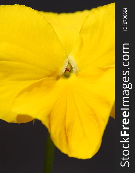 Close up of a yellow garden pansy flower. Close up of a yellow garden pansy flower