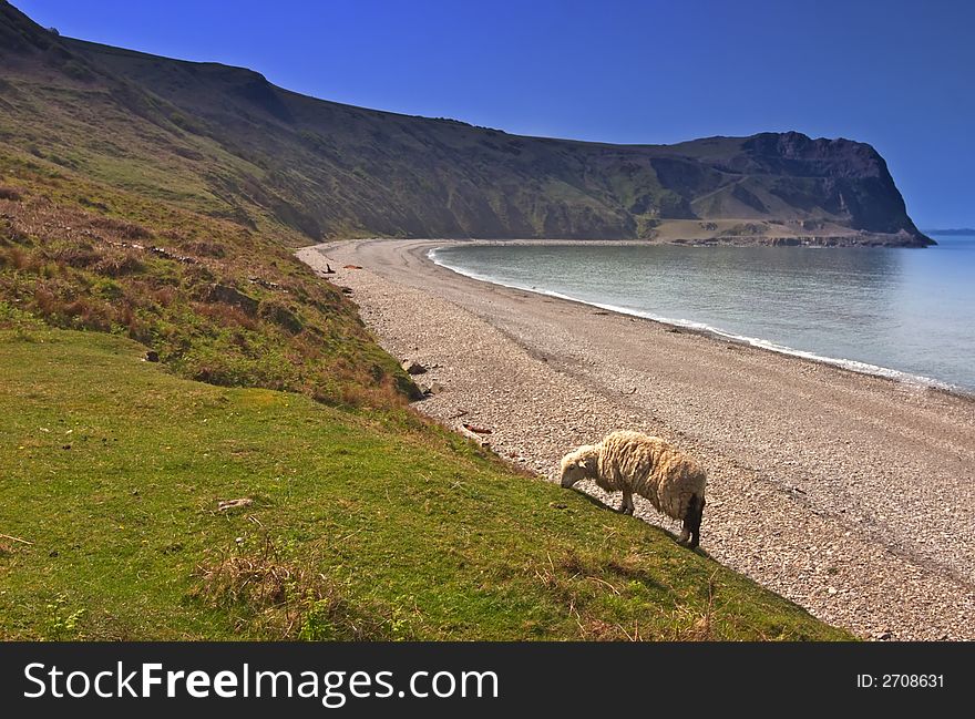 Sheep on the coastline in Wales