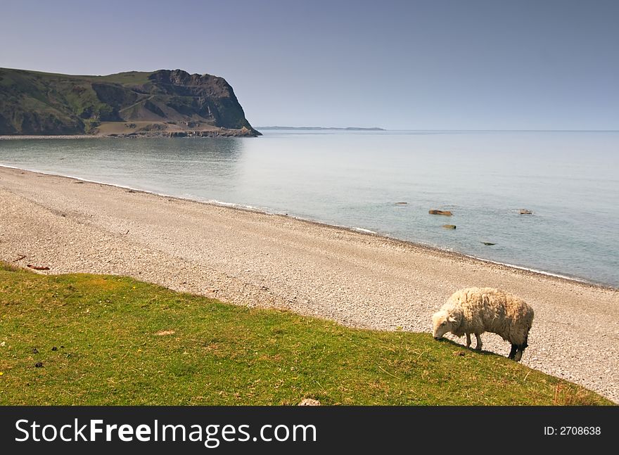 Sheep on the coastline in Wales