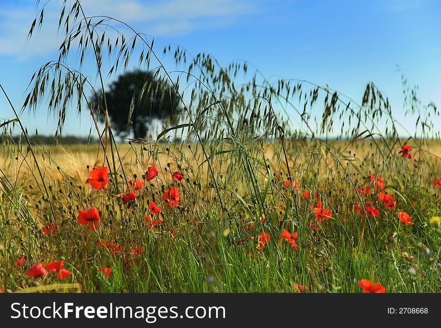 Close up of poppies in a field with tree in the background