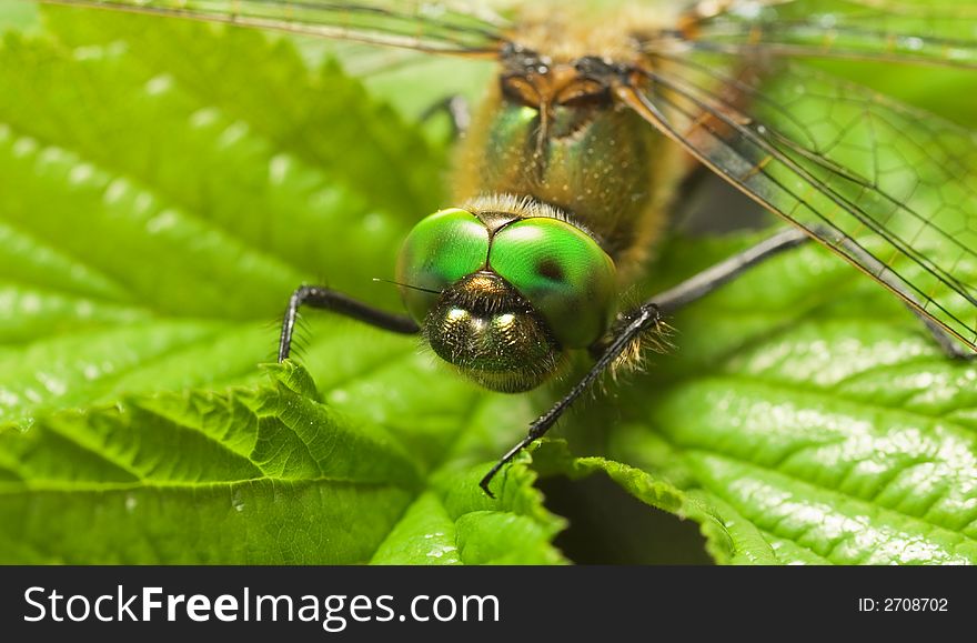 Picture of a Dragonfly on a leaf