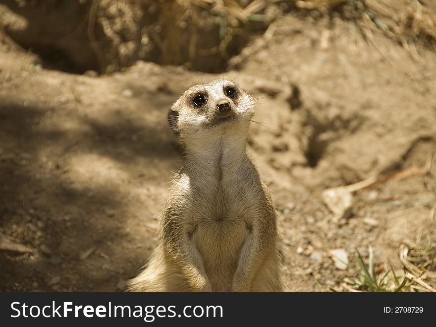 This meerkat appears to be watching for birds of prey. This meerkat appears to be watching for birds of prey