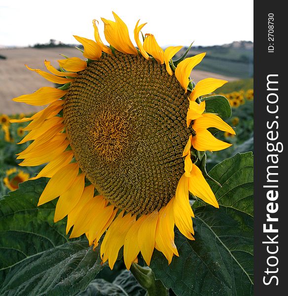 Closeup of a bright yellow sunflower