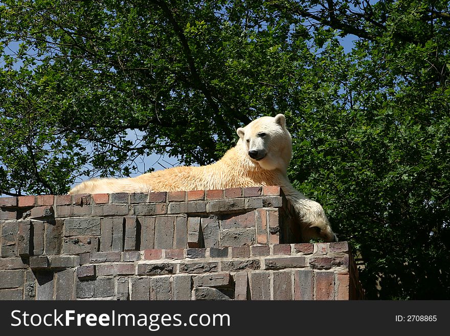 Polar bear in zoo Leipzig