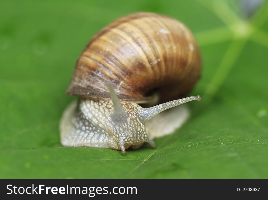 Snail on green vine leaf