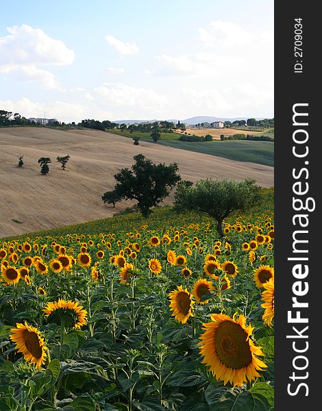 Landscape of sunflowers field captured in Pollenza / Macerata / Marche / Italy