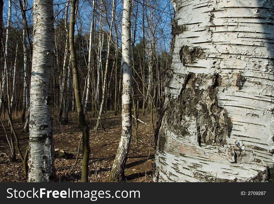 Birch-trees/Kashubian Lakeland/Poland/Central Europe. Birch-trees/Kashubian Lakeland/Poland/Central Europe