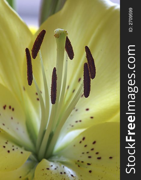 Close up of yellow lily