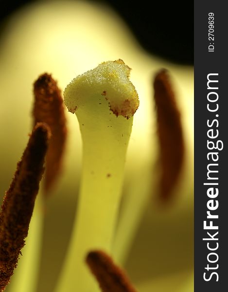 Close up of yellow lily