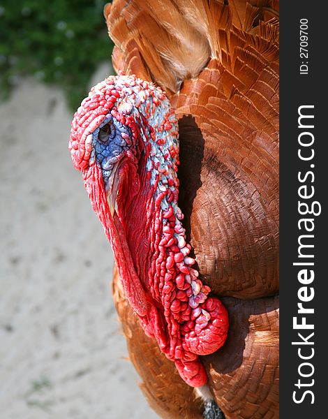 Close up of a North American Wild Turkey