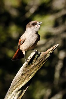 Siberian Jay On Tree Branch Stock Photo Siberian Jay On Tree Branch Stock Photo
