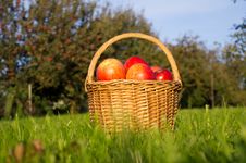 Basket Of Apples Royalty Free Stock Photography Basket Of Apples Royalty Free Stock Photography