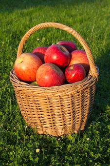 Basket Of Apples Royalty Free Stock Photo Basket Of Apples Royalty Free Stock Photo