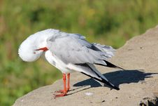 White Seagull Preening On The Stone Wall Royalty Free Stock Image White Seagull Preening On The Stone Wall Royalty Free Stock Image