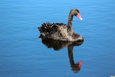 West Australian Black Swan On Blue Lake Royalty Free Stock Photography
