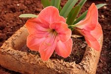 Large Pink Orange Clivia Flowers Stock Photography Large Pink Orange Clivia Flowers Stock Photography