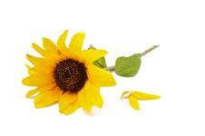 Sunflower And Petals Royalty Free Stock Photos Sunflower And Petals Royalty Free Stock Photos