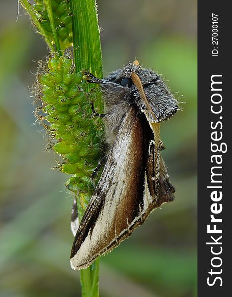 The Lesser Swallow Prominent (Pheosia gnoma). The Lesser Swallow Prominent (Pheosia gnoma).
