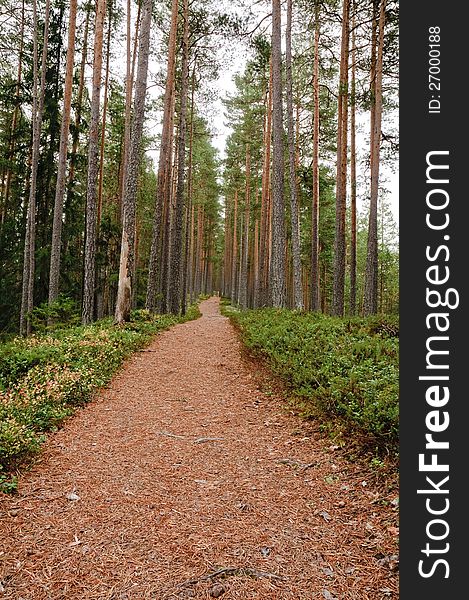 Pine forest pathway covered with pine needels