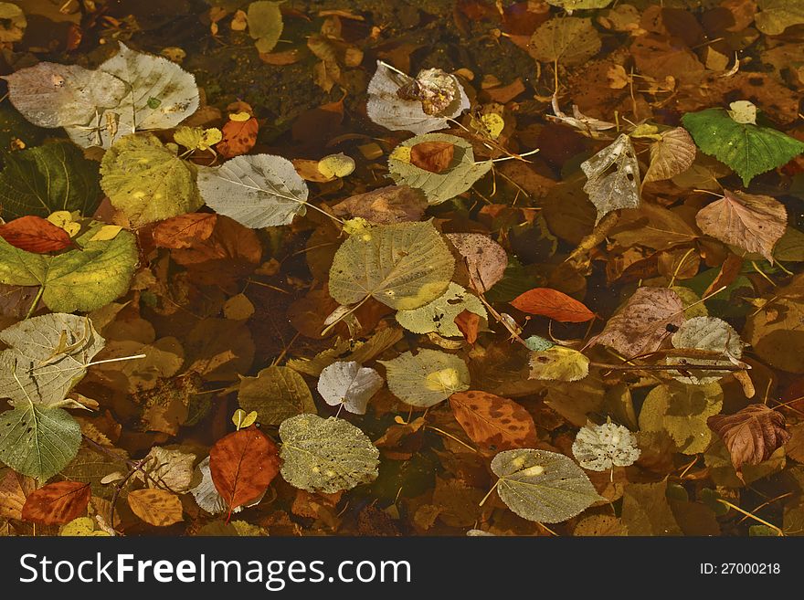 Autumn leaves floating on water. Autumn leaves floating on water